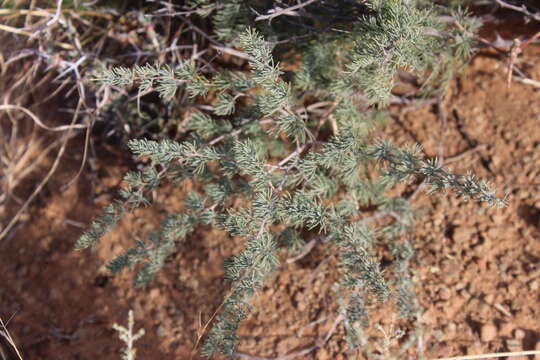 Image of Asparagus glaucus Kies