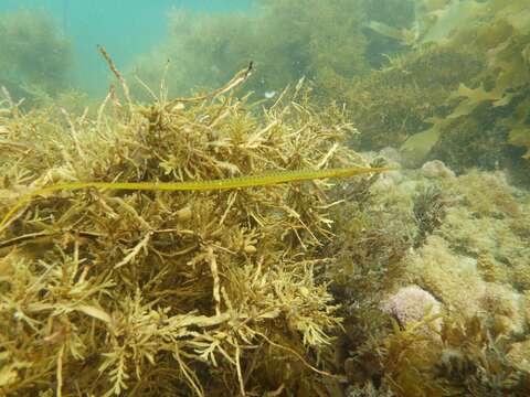 Image of Long-snouted pipefish