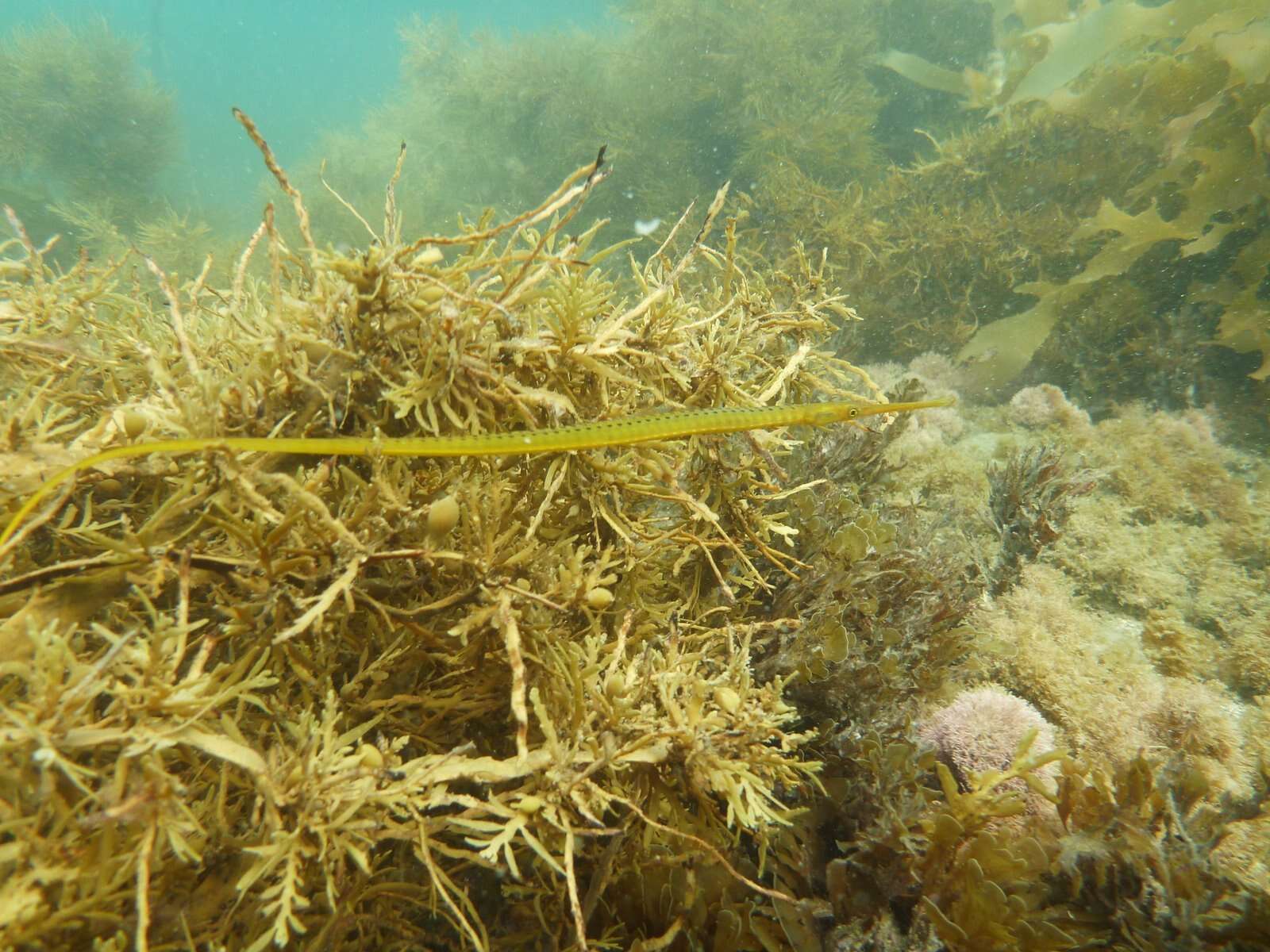 Image of Long-snouted pipefish