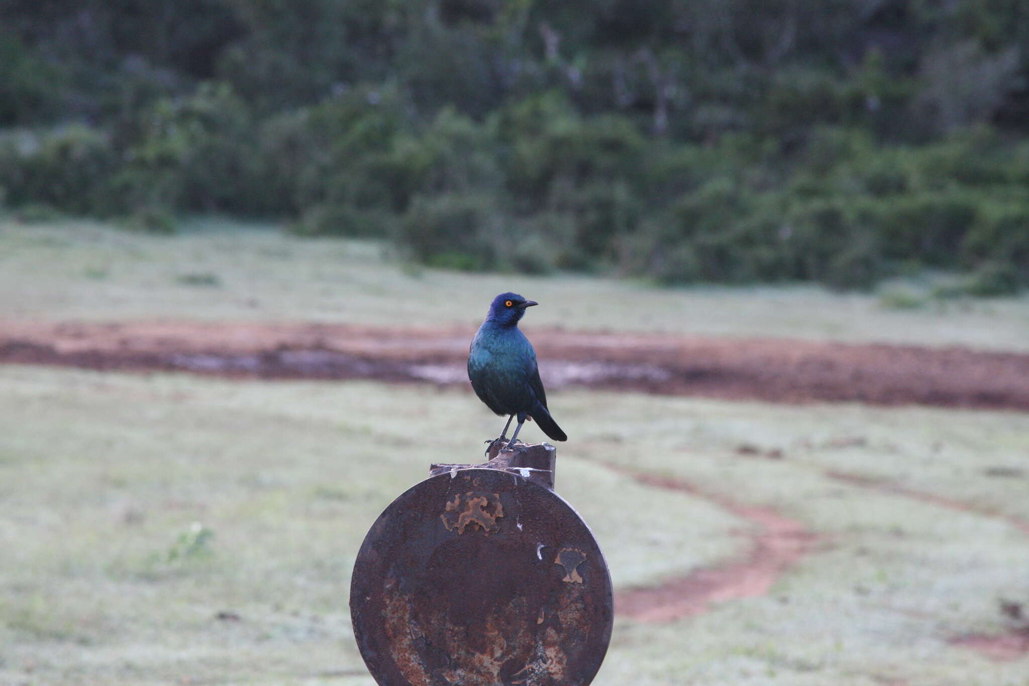 Image of Cape Glossy Starling