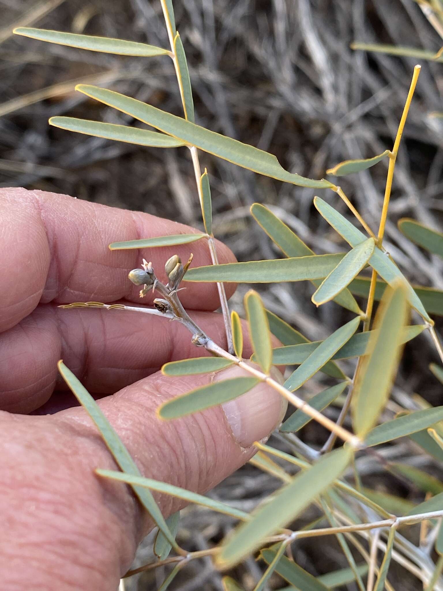 Image of <i>Senna pleurocarpa</i>