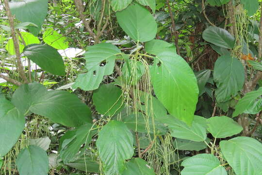 Image of Myriocarpa longipes Liebm.