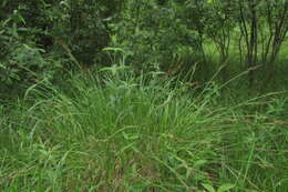 Image of Carex elata subsp. omskiana (Meinsh.) Jalas