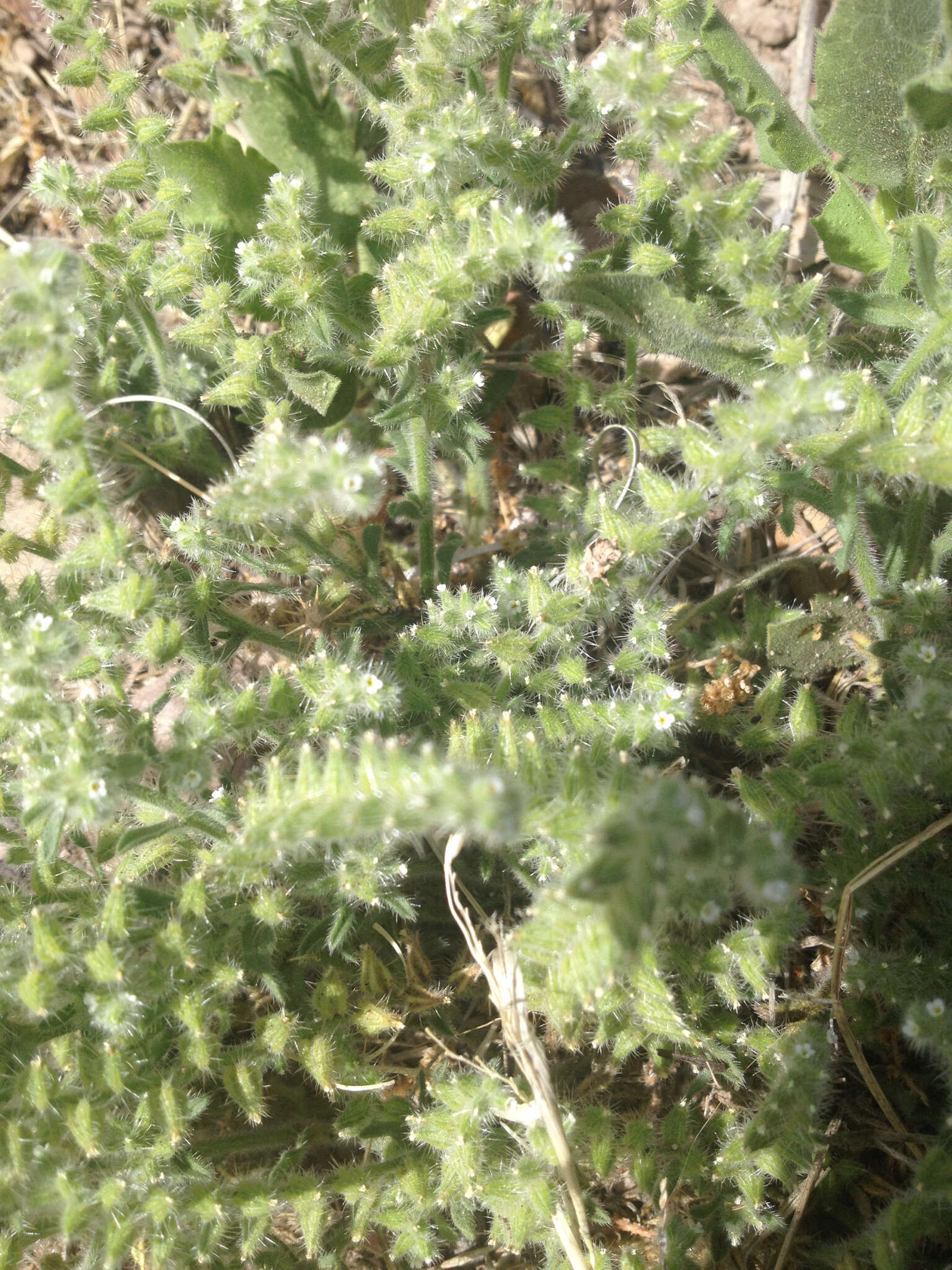 Plancia ëd Cryptantha crassisepala (Torr. & Gray) Greene