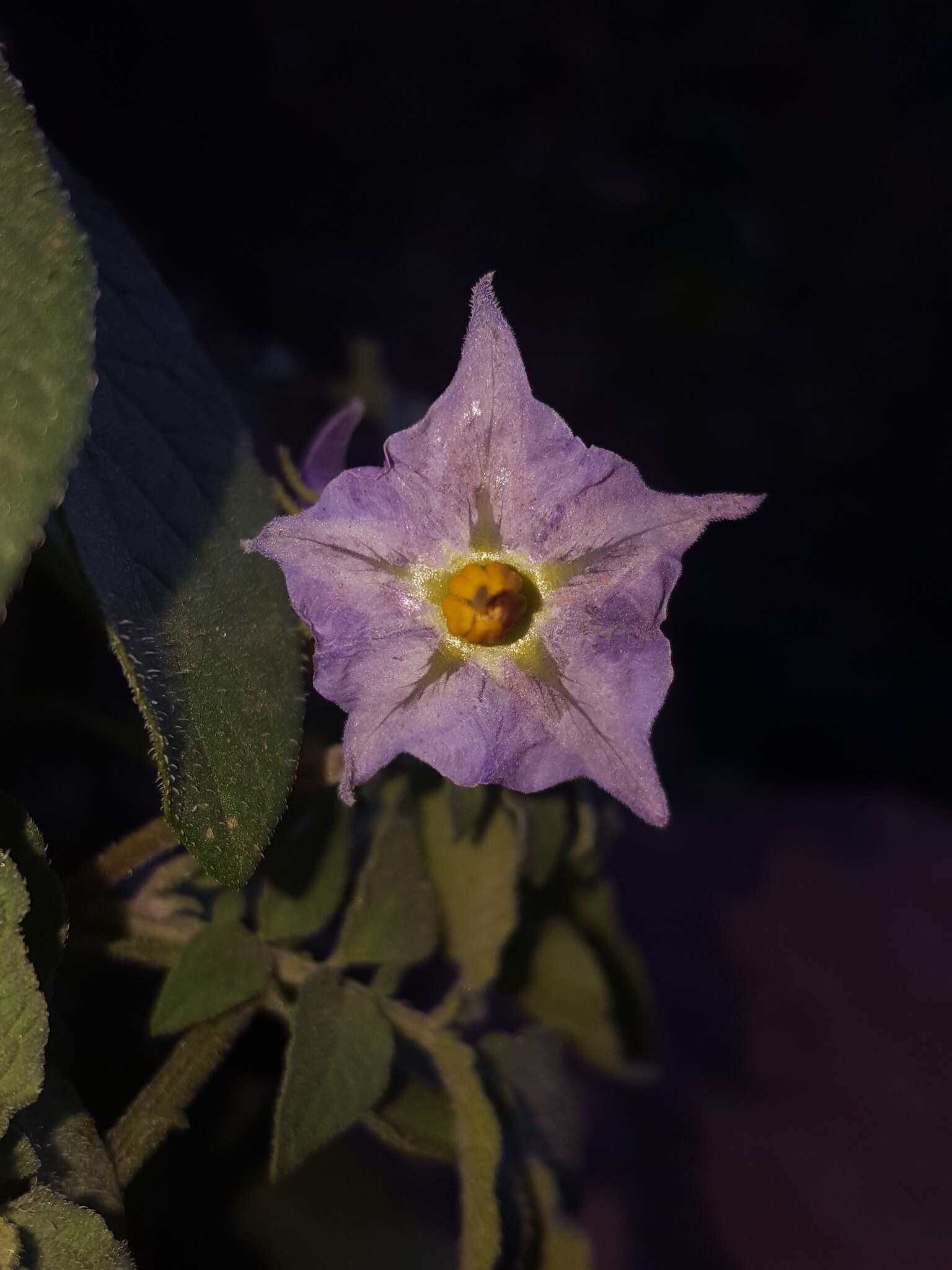 Solanum stoloniferum Schltdl. & Bouche的圖片