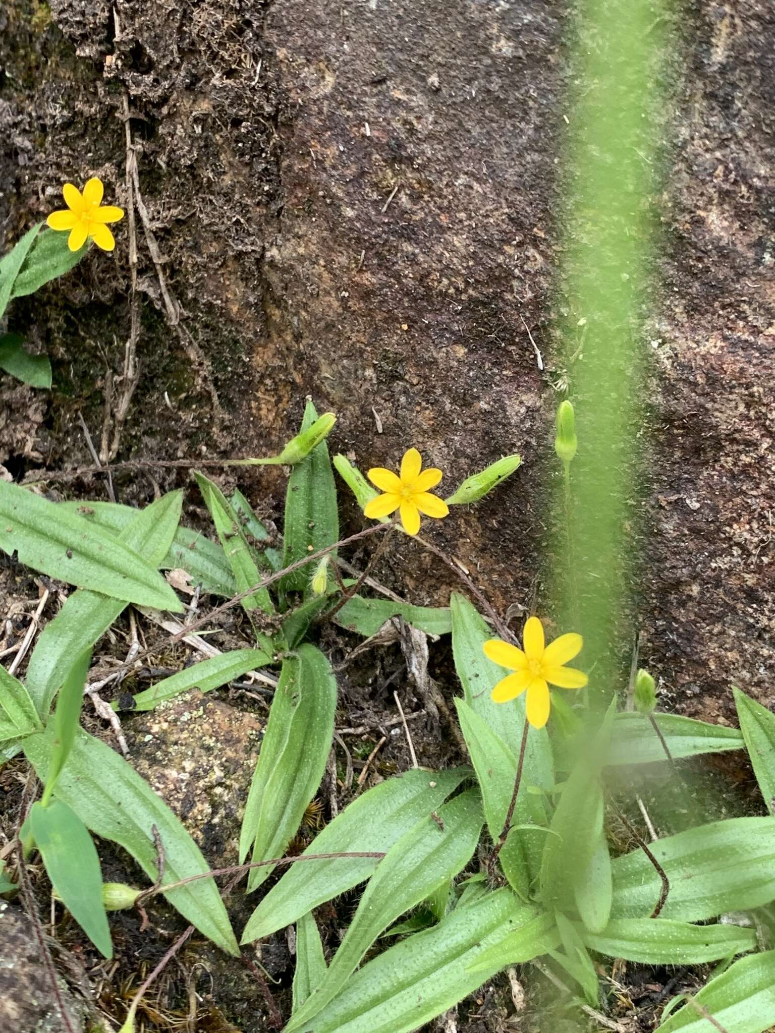 Image of Hypoxis parvula var. parvula