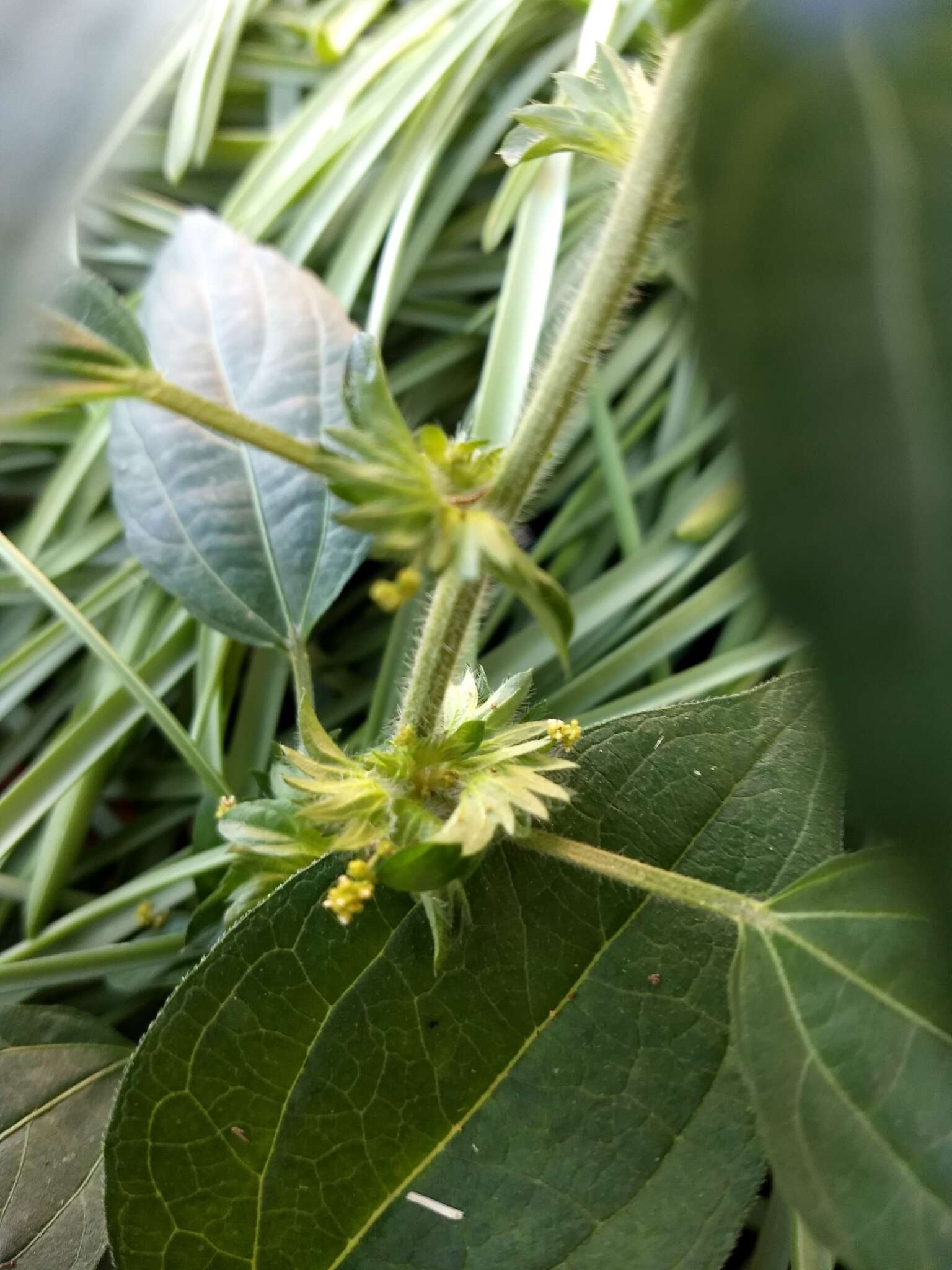 Imagem de Acalypha virginica L.