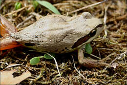 Image of Alpine Tree Frog