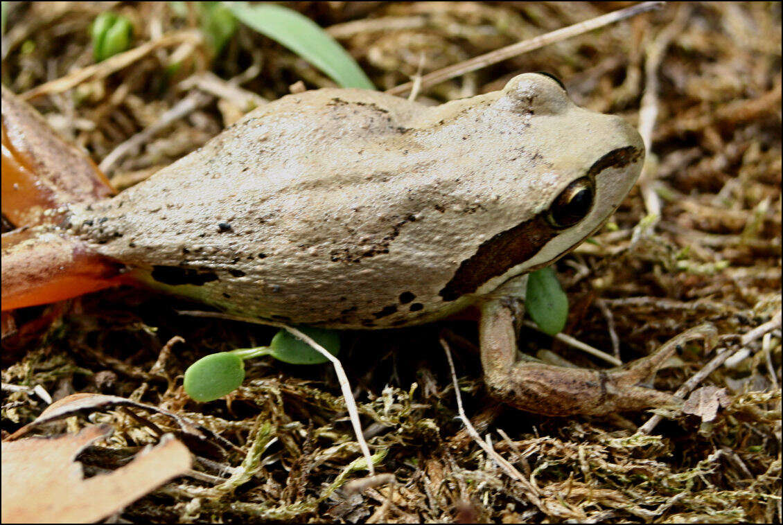 Image of Alpine Tree Frog