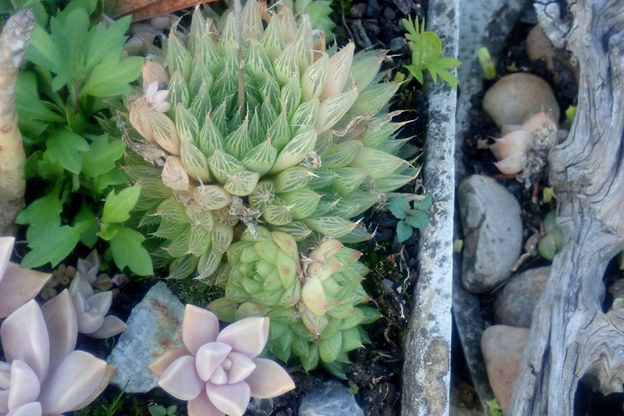 Haworthia bolusii var. pringlei (C. L. Scott) M. B. Bayer resmi