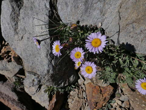 Image de Erigeron algidus Jepson