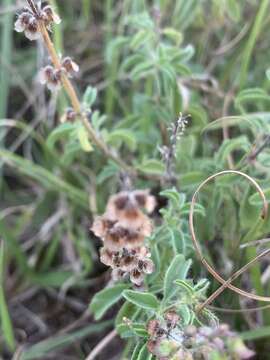 Image de Ocimum americanum L.