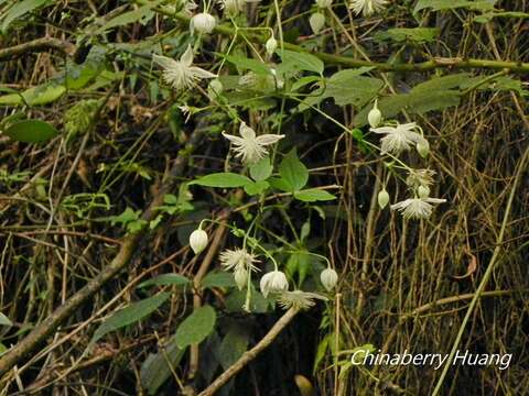 Image of Clematis parviloba Gardn. & Champ.