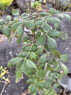 Zanthoxylum arborescens Rose的圖片