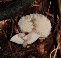 Image of Lentinellus tasmanicus R. H. Petersen 2004