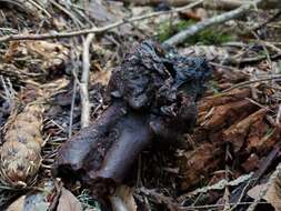 Imagem de Gyromitra ambigua (P. Karst.) Harmaja 1969