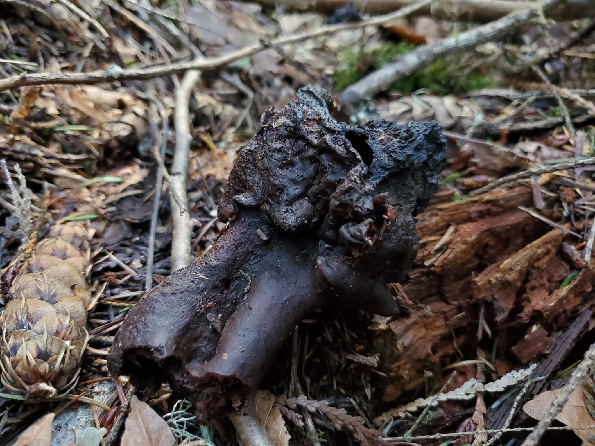 Imagem de Gyromitra ambigua (P. Karst.) Harmaja 1969