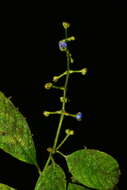 Palicourea caerulea (Ruiz & Pav.) Schult. resmi