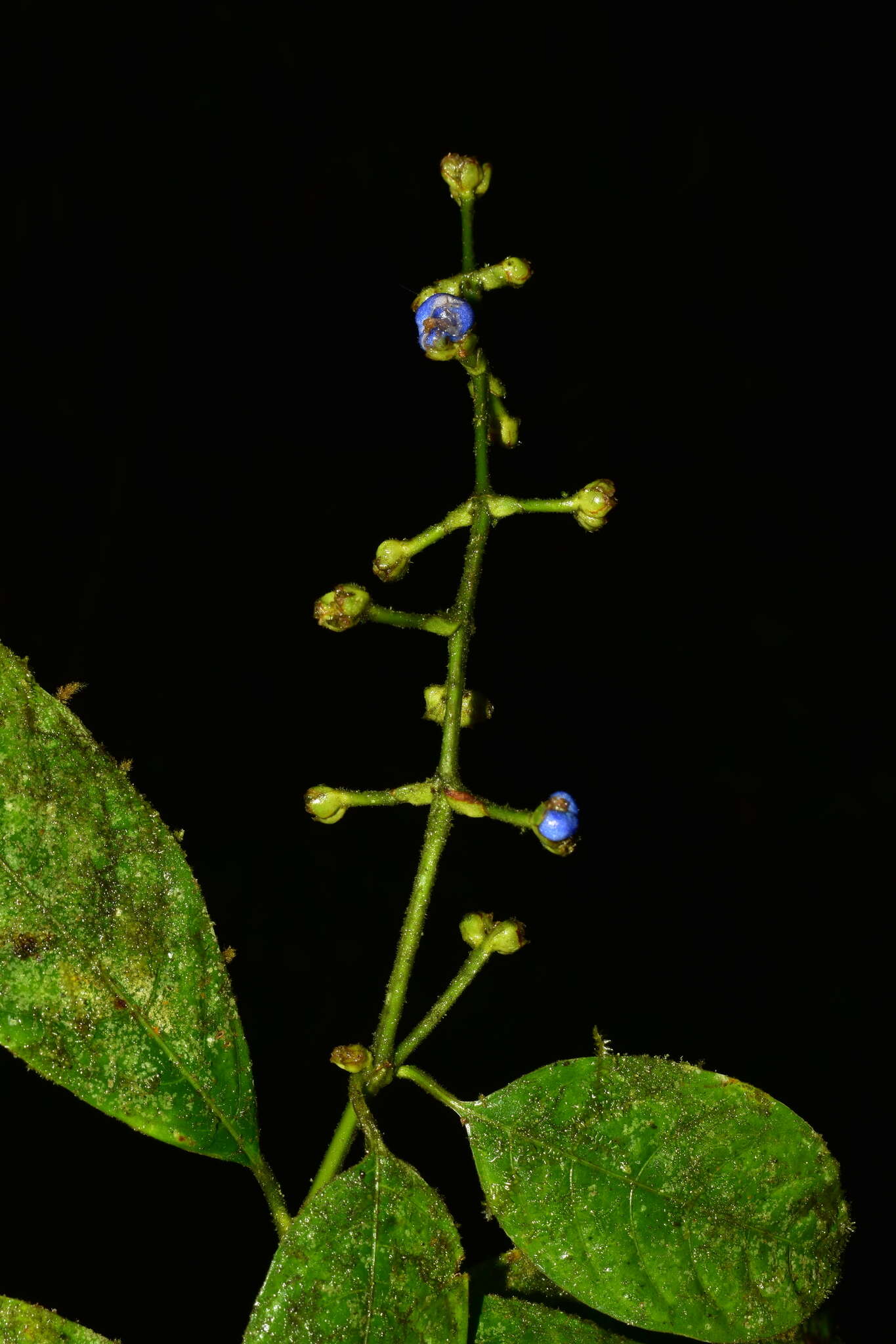 Image of Palicourea caerulea (Ruiz & Pav.) Schult.