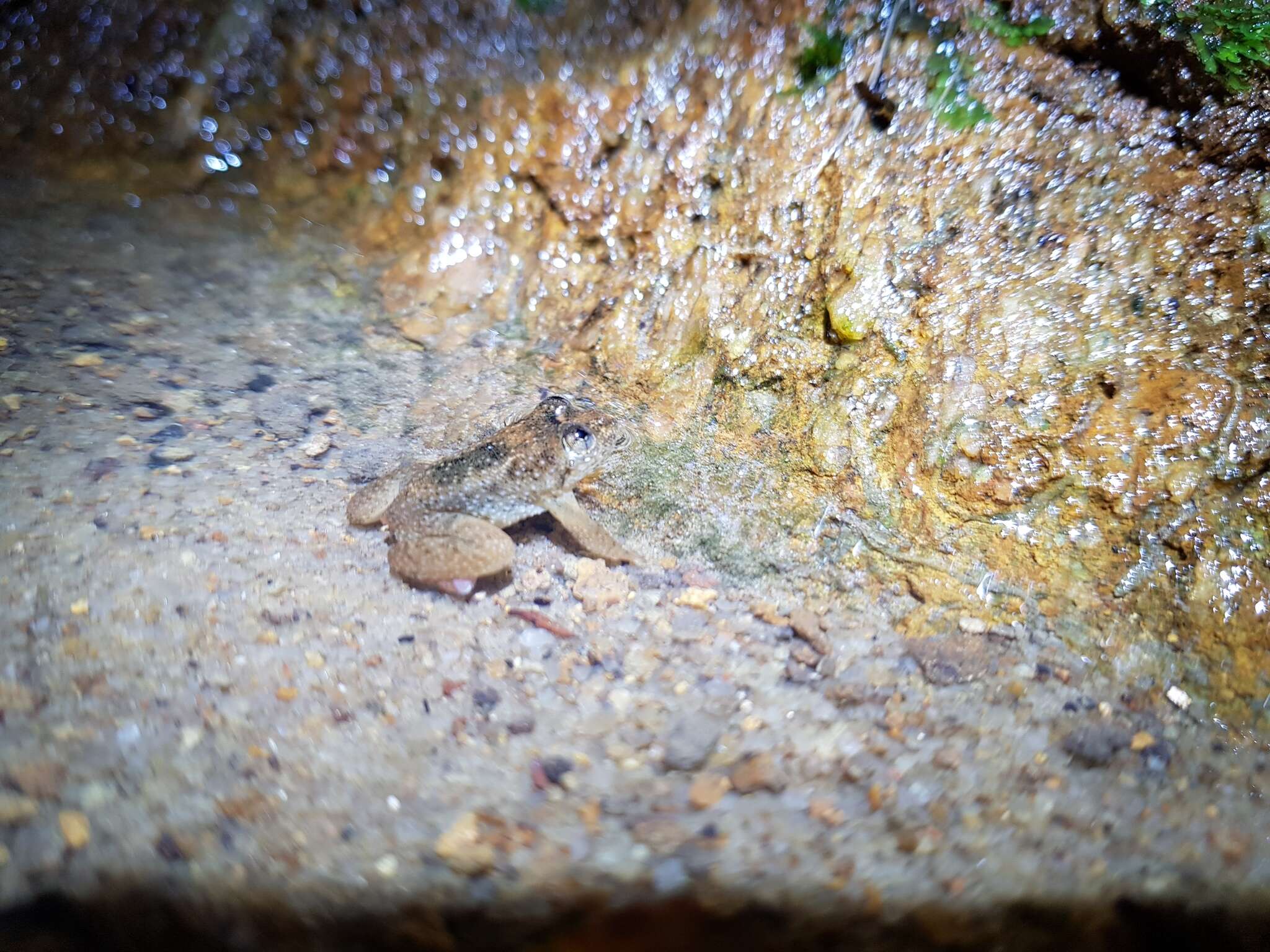 Image of Corrugated water frog