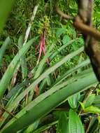 Image de Aechmea aquilega (Salisb.) Griseb.