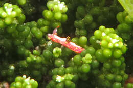 Image of Polycera maddoxi M. C. Miller 2005