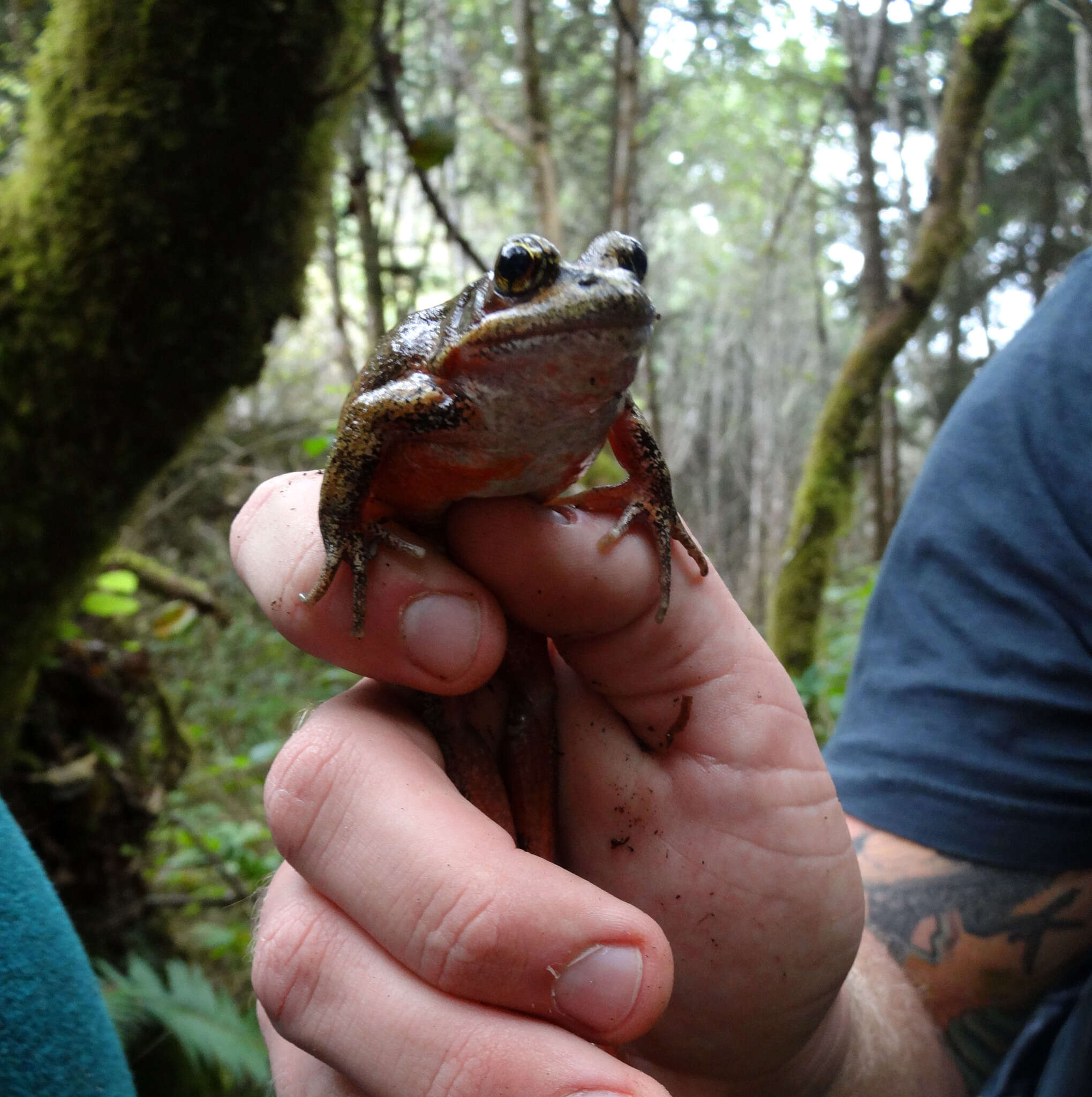 Image of Northern Red-legged Frog