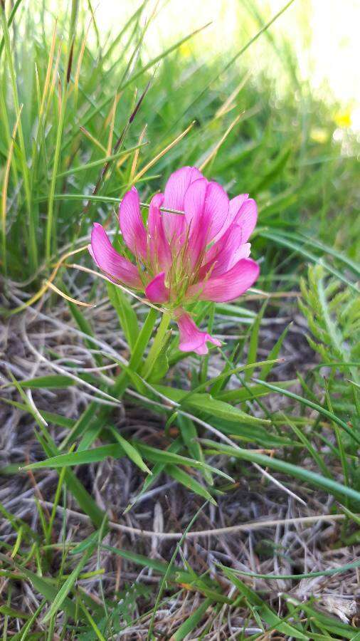 Image of alpine clover