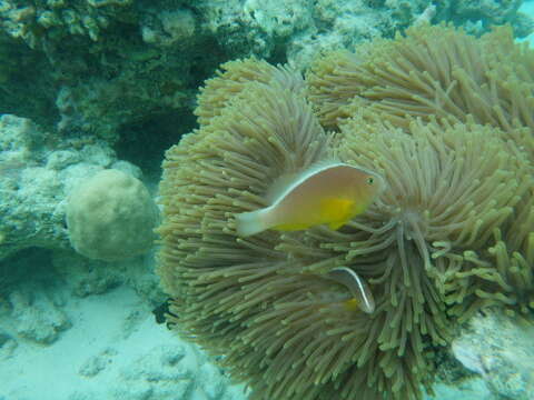 Image of Clown fish