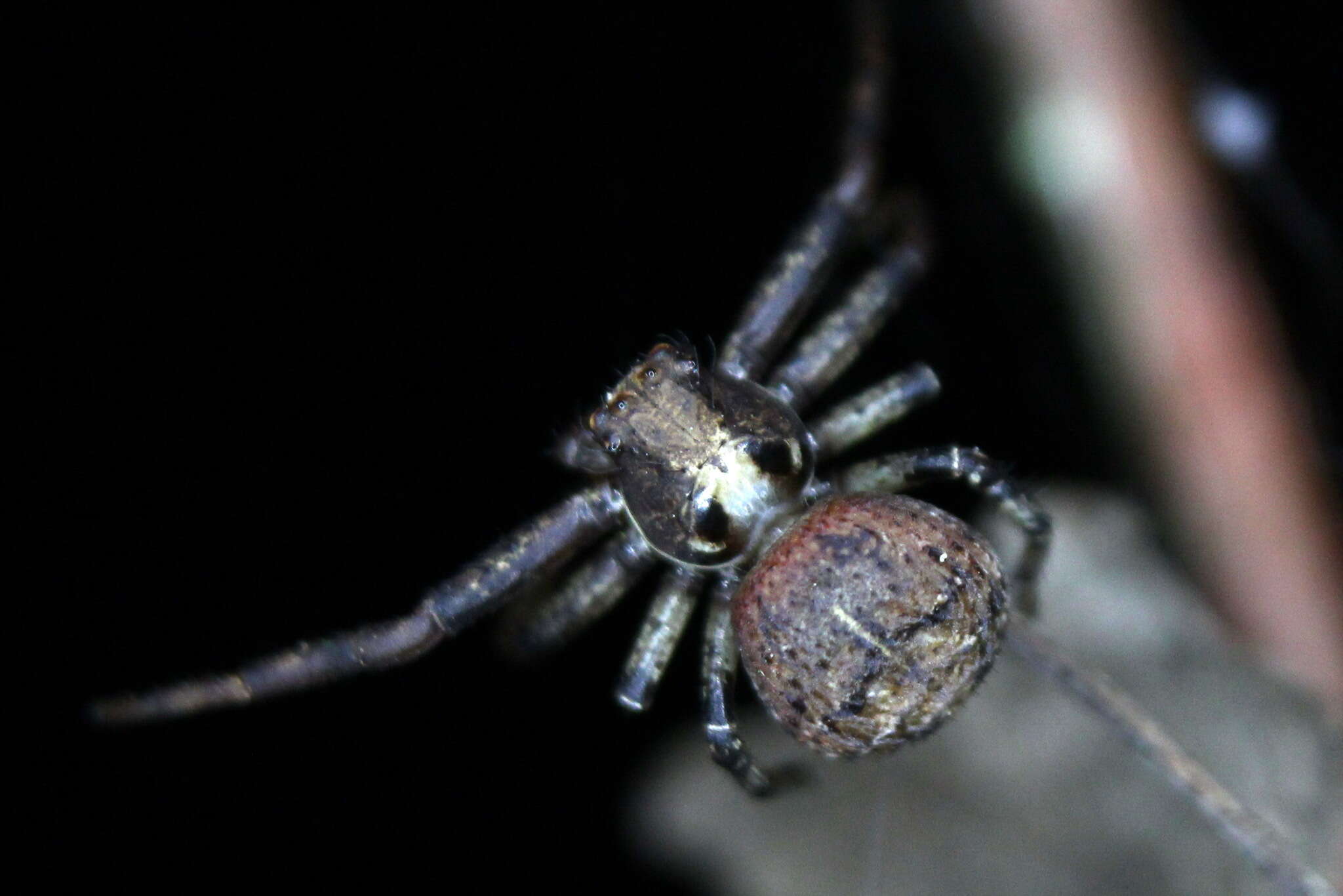 Image of Xysticus audax (Schrank 1803)