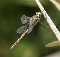 Image of Eastern Swamp Emerald