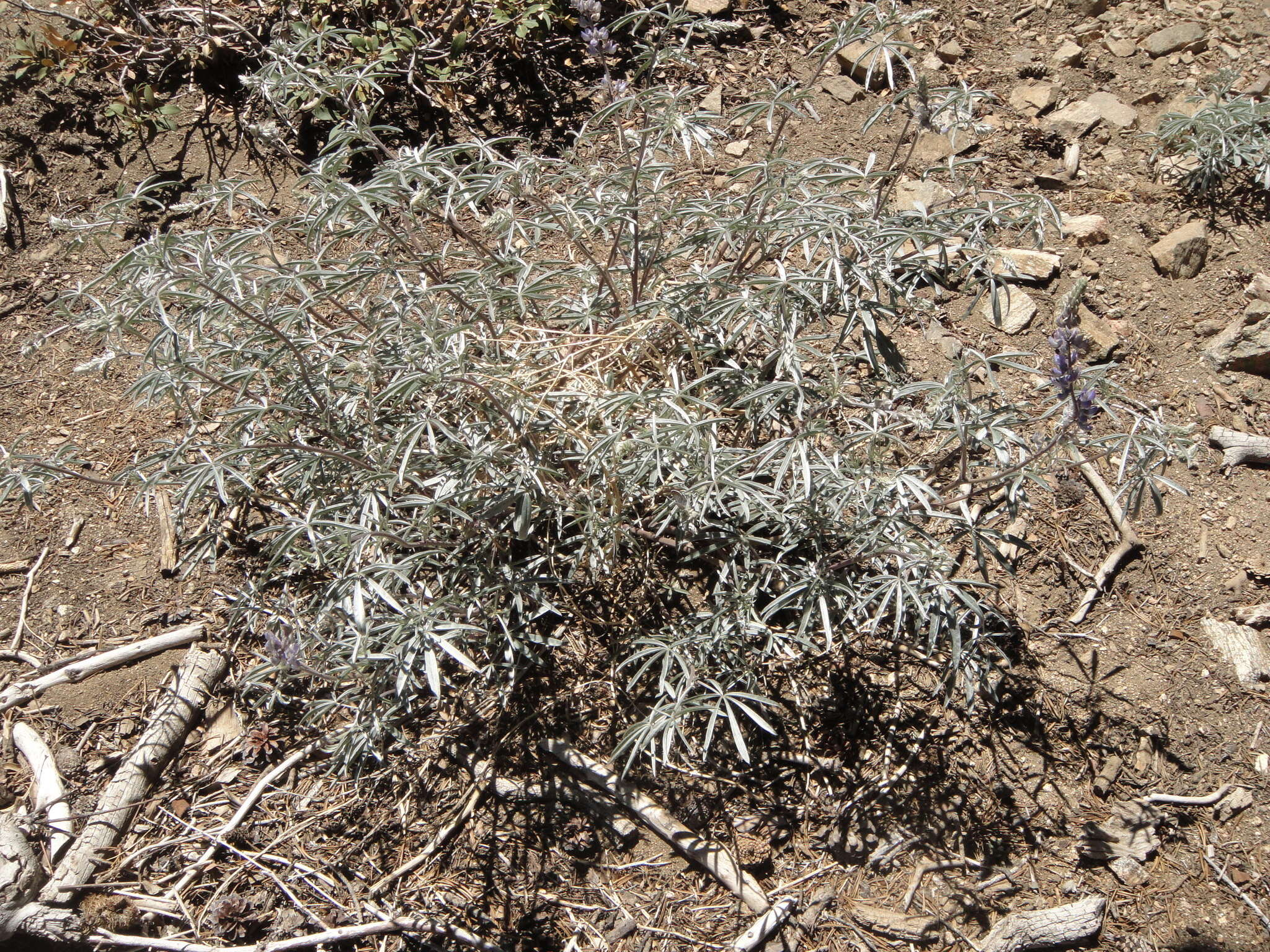 Image of tall silky lupine