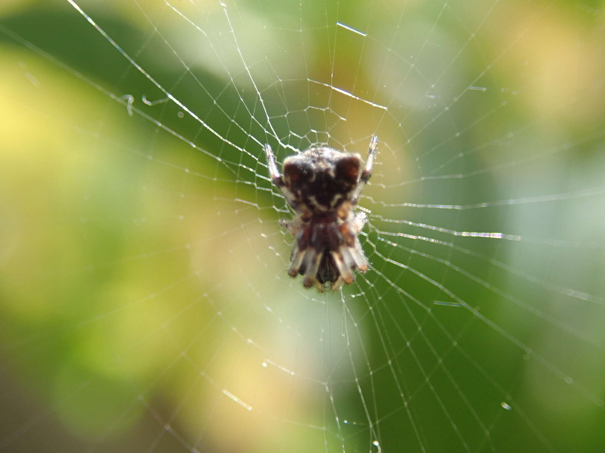 Imagem de Cyclosa mulmeinensis (Thorell 1887)