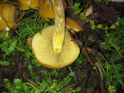 Pholiota malicola (Kauffman) A. H. Sm. 1934 resmi