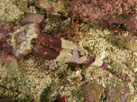 Image of Rock flathead