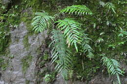 Image of Pteris formosana Bak.