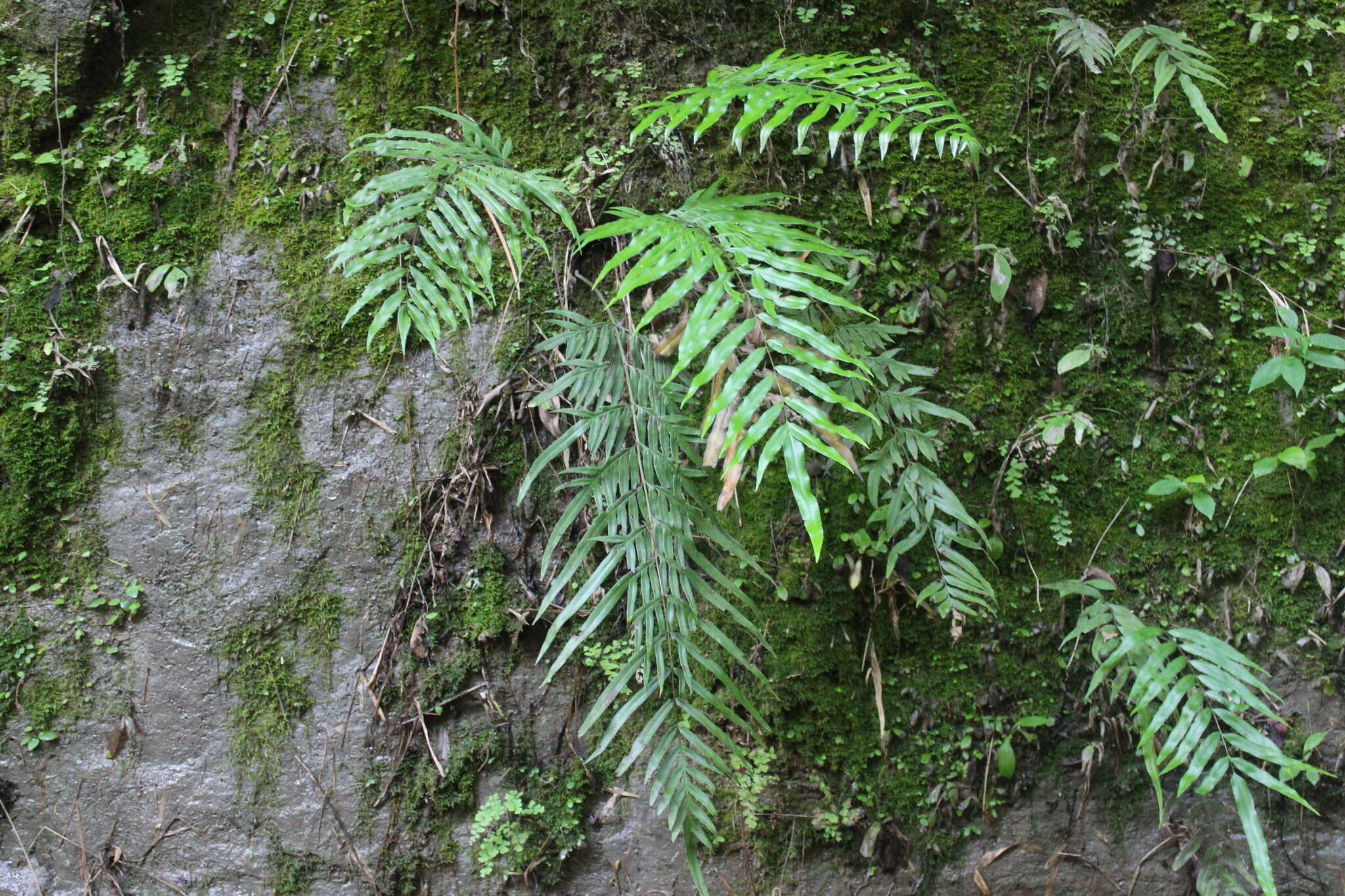 Imagem de Pteris formosana Bak.