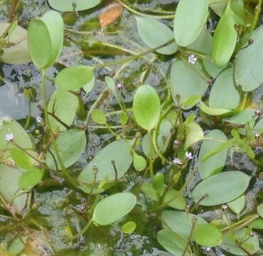 Image of Limosella grandiflora Benth.