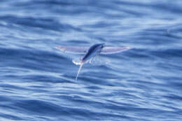 Image of Bennett's Flyingfish