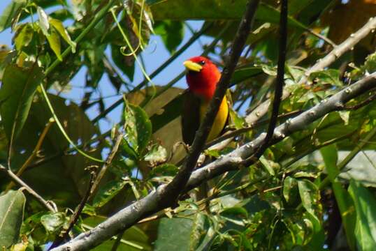 Image of Scarlet-hooded Barbet