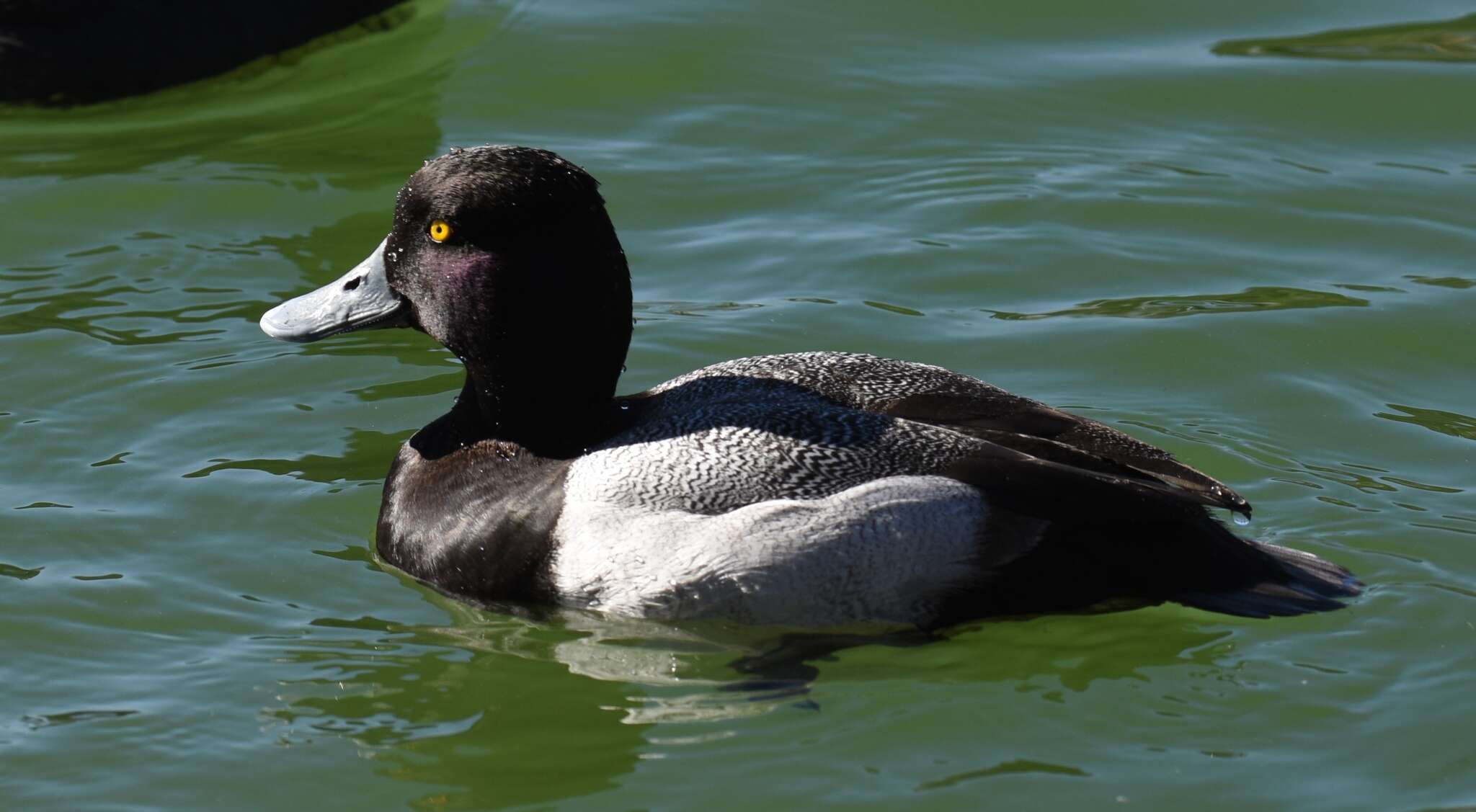 Image of Lesser Scaup