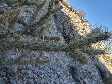 Imagem de Cylindropuntia acanthocarpa subsp. acanthocarpa