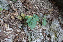 Image of Heracleum ligusticifolium Bieb.