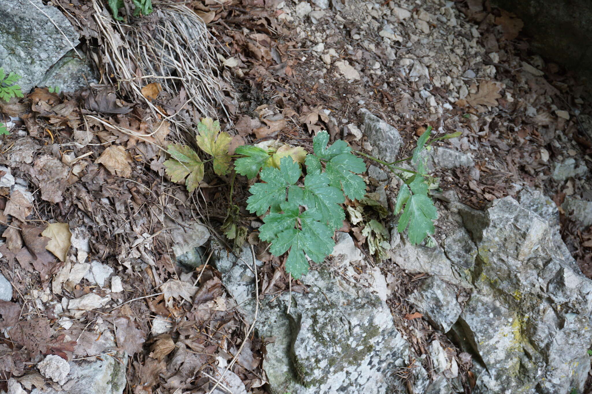 Image de Heracleum ligusticifolium Bieb.