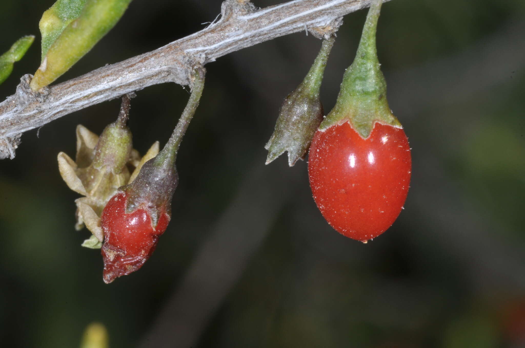 Image of Lycium chilense Bert.