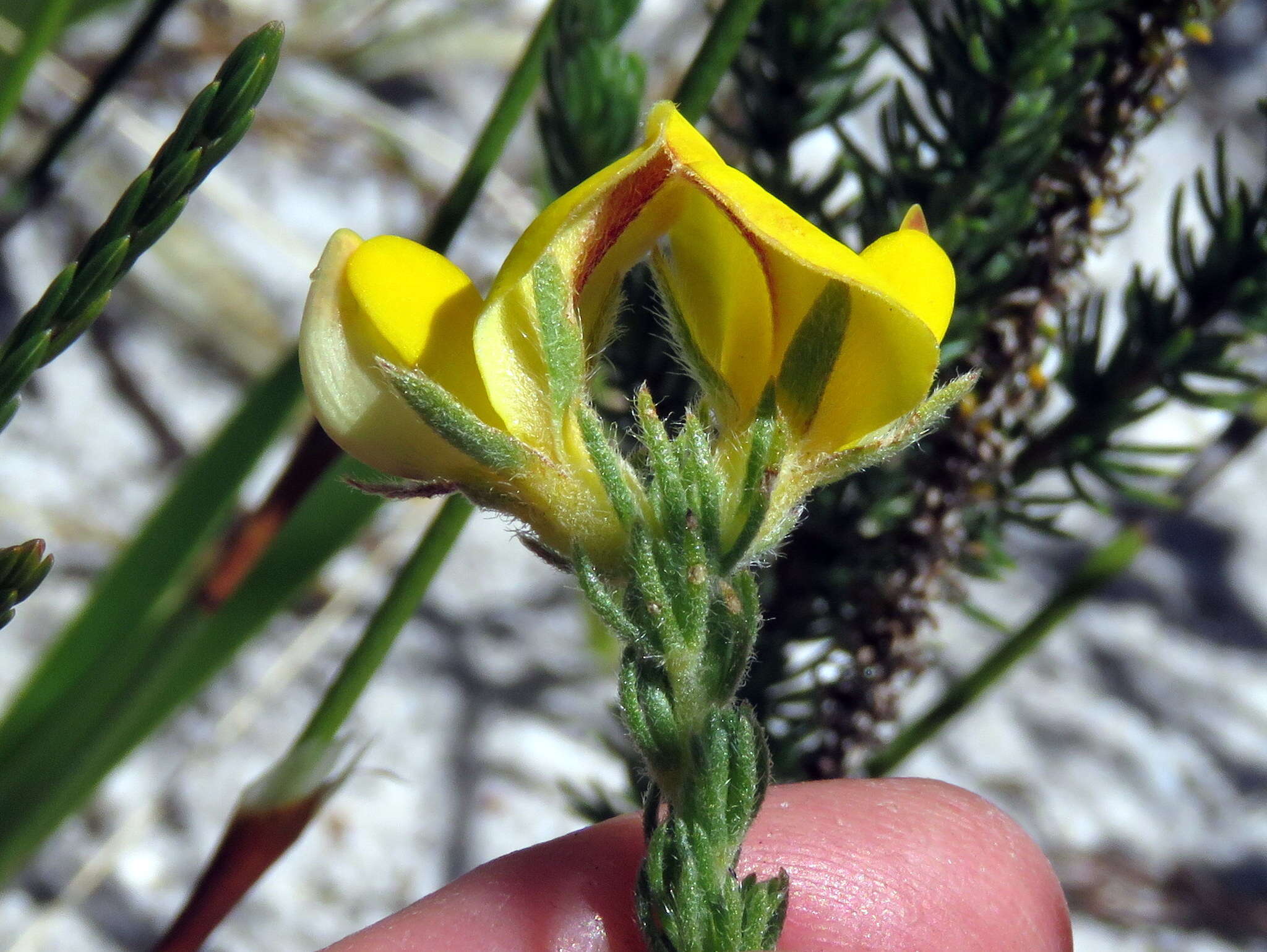 Plancia ëd Aspalathus linguiloba R. Dahlgren