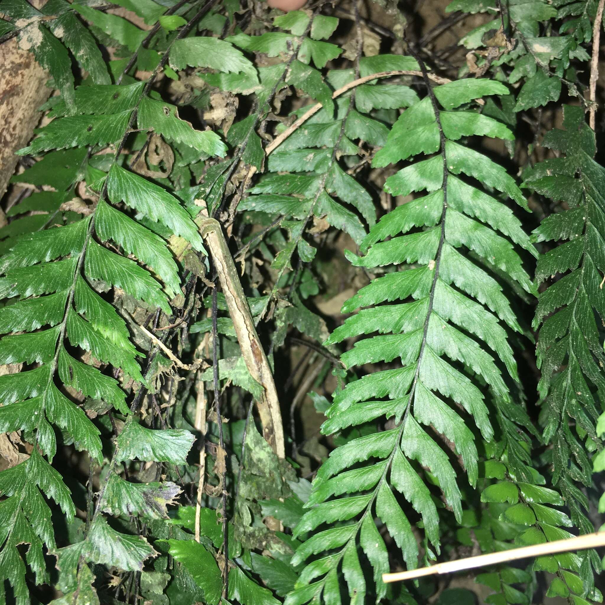 Plancia ëd Hymenasplenium unilaterale (Lam.) Hayata