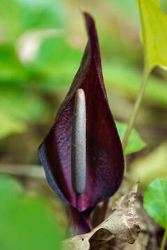 Arum elongatum Steven的圖片