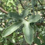 Image of Corallocarpus bainesii (Hook. fil.) A. Meeuse