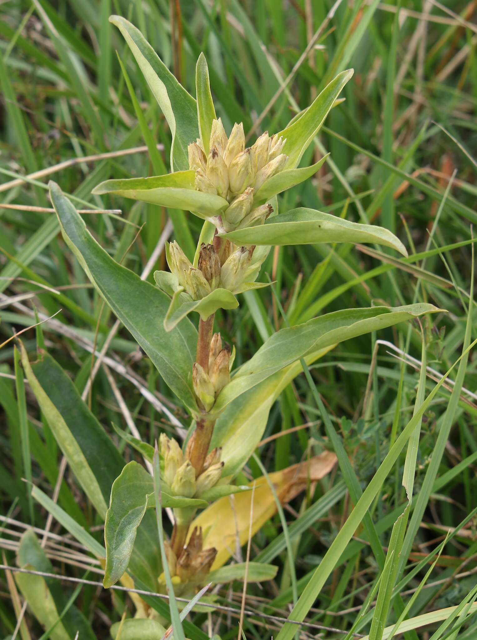 Image of Gentiana cruciata subsp. cruciata